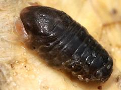 (Sphaeromatidae Seapill) lateral