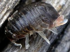 (Sphaeromatidae Seapill) profile