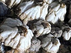 (Balanus Rock-Barnacle) colony