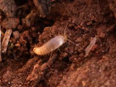 (Neoasterolepisma Silverfish) dorsal