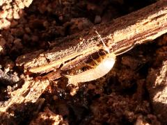 (Neoasterolepisma Silverfish) profile