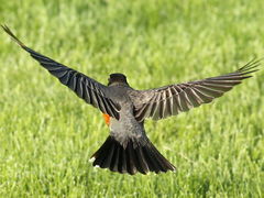 (American Robin) dorsal