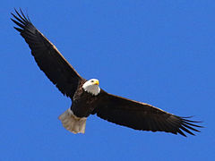 (Bald Eagle) cruises