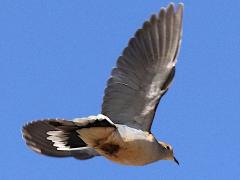 (Mourning Dove) flight