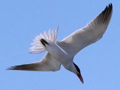 (Caspian Tern) plummeting