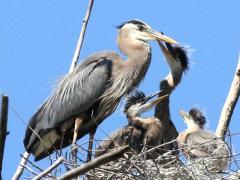 (Great Blue Heron) chick begging