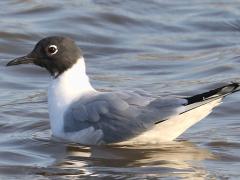 (Bonaparte's Gull) floating