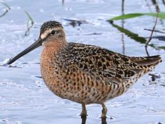 (Short-billed Dowitcher) wading