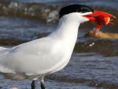 (Goldfish) (Caspian Tern) catches