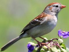 (Common Spiderwort) (Field Sparrow) on Common Spiderwort