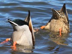 (Mallard) synchronized dabbling mooning