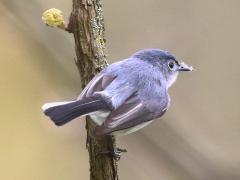 (Blue-gray Gnatcatcher) perching