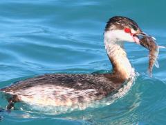 (Yellow Perch) (Horned Grebe) swallows