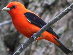 (Scarlet Tanager) male perching