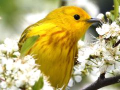 (Northern Yellow Warbler) perching