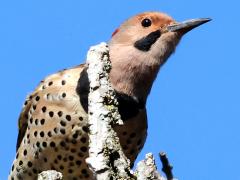 (Northern Flicker) male perching