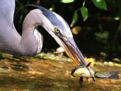 (Great Blue Heron) catches Black Bullhead