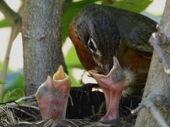 (American Robin) feeding chick