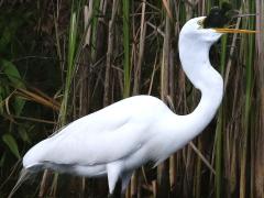 (Great Egret) swallows Green Sunfish