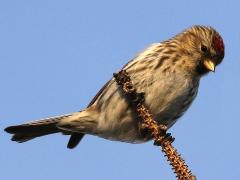 (Redpoll) perching
