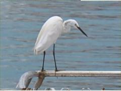 (Little Egret) stading