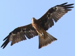 (Black Kite) soars