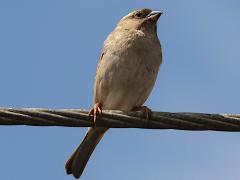 (House Sparrow) female perching