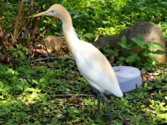 (Eastern Cattle Egret) standing