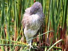 (Eastern Grey Heron) sleeping