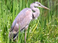 (Eastern Grey Heron) standing