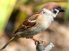 (Asian Tree Sparrow) lateral