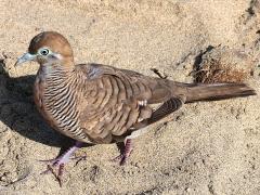 (Zebra Dove) walking