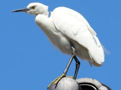(Western Little Egret) profile