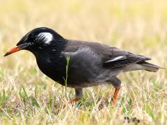 (White-cheeked Starling) walking