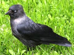 (Eurasian Jackdaw) standing