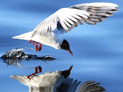 (Black-headed Gull) liftoff