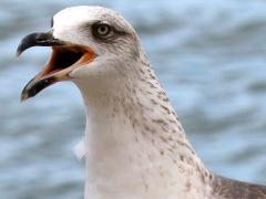 (Yellow-legged Gull) juvenile calling