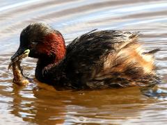 (Little Grebe) and Cambarid Crayfish