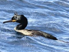 (European Shag) desmarestii swimming