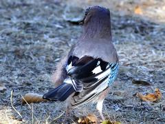 (Eurasian Jay) rump