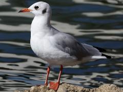 (Black-headed Gull) standing