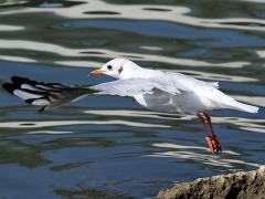 (Black-headed Gull) takeoff