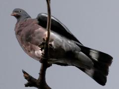 (Common Wood Pigeon) perching