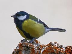 (Great Tit) profile
