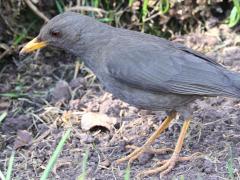 (Chiguanco Thrush) standing