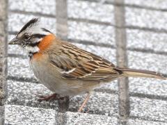 (Rufous-collared Sparrow) standing