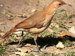 (Rufous Hornero) walking
