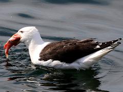 (Acadian Rockfish) (Great Black-backed Gull) swallows