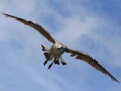 (Great Black-backed Gull) juvenile landing