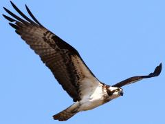 (Osprey) flight
